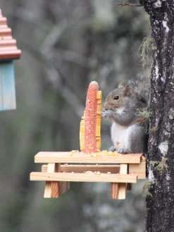 Squirrel Picnic Table